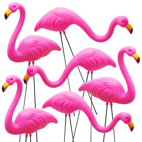 flamingos