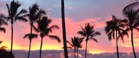 cropped-Sunset-Palms
