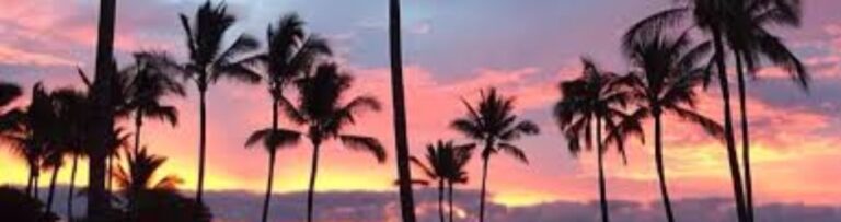 cropped-Sunset-Palms